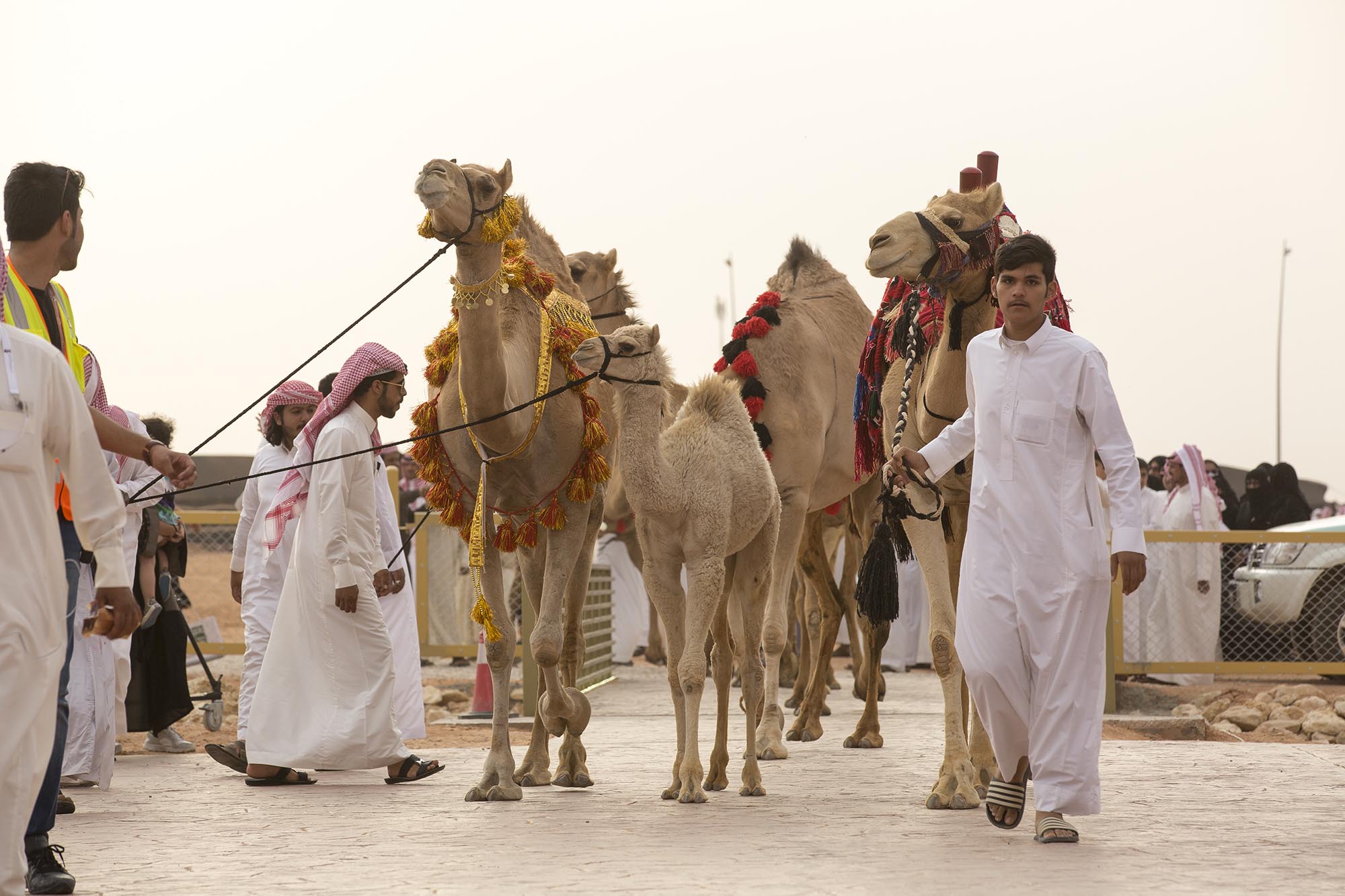 بالصور .. هذه الإبل تتنافس على “أجمل تزيين”.. وهذا موعد النتائج