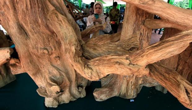 مُستثمر سعوديّ يستورد خشب العود من إندونيسيا بـ7.5 مليون دولار