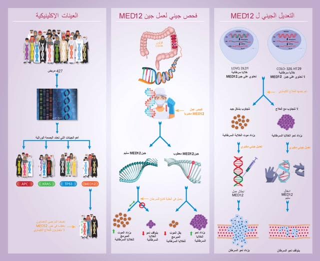 مسح جيني لمرضى سرطان القولون والمستقيم يكشف دور جين MED12 وتعديل عمله مخبرياً 1