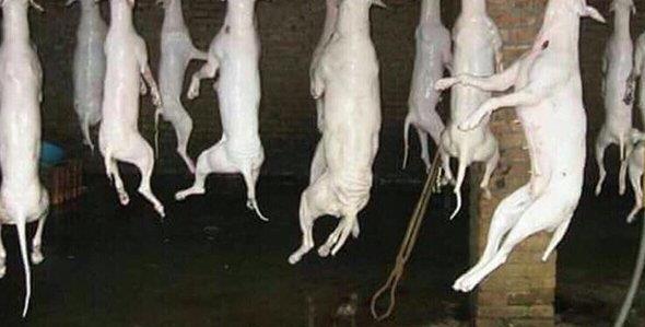 هنا.. حقيقة ضبط مسلخ للكلاب في #الرياض