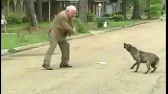 شاهد.. رجل مسن يواجه كلباً مسعوراً بشجاعة فائقة