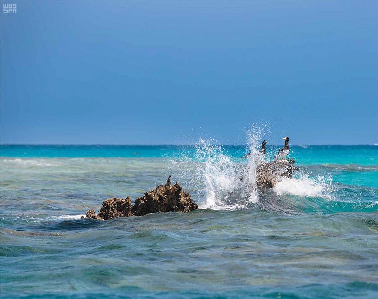 بالصور.. مشروع البحر الأحمر .. وثبة حضارية ورحلة تنزه في حدائق الشُعب المرجانية