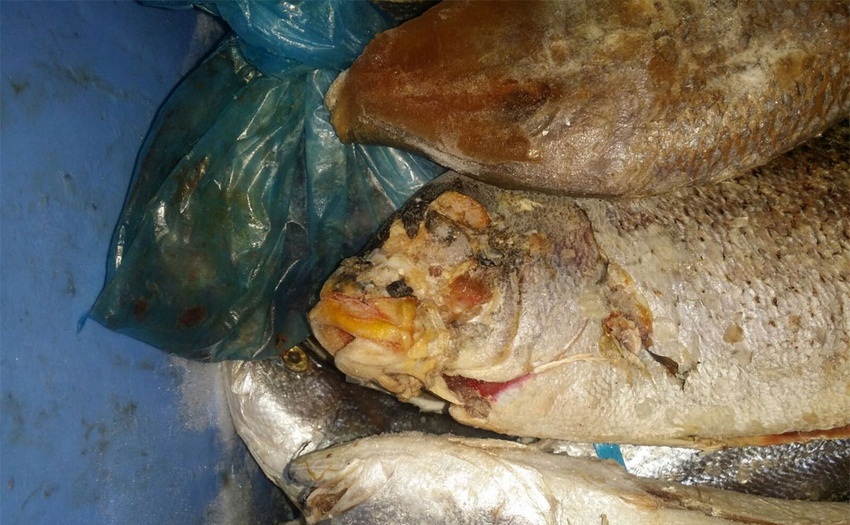 مصادرة 227 كيلو جراماً من الأسماك الفاسدة ببلدية القطيف2
