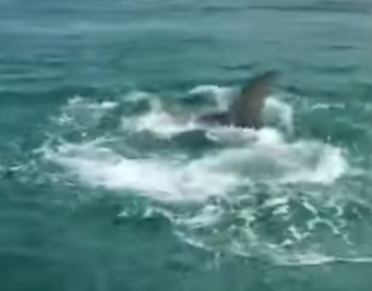 بالفيديو.. معركة شرسة بين نوعين من أسماك القرش