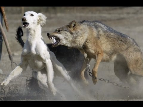 شاهد.. معركة بين كلب وذئب محبوس والنهاية غير متوقعة