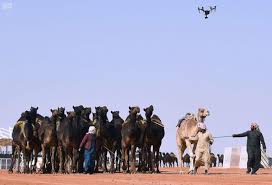 بالأسماء.. 10 فائزين في 100 صْفر بمهرجان الملك عبدالعزيز لمزايين الإبل