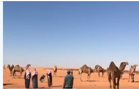 عيون حوار الفرديات .. آخر المراقبين في مهرجان الملك عبدالعزيز للإبل