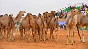 قافلة الدهناء بمهرجان الملك عبدالعزيز للإبل.. مسيرة توثق الازدهار التجاري للجزيرة العربية