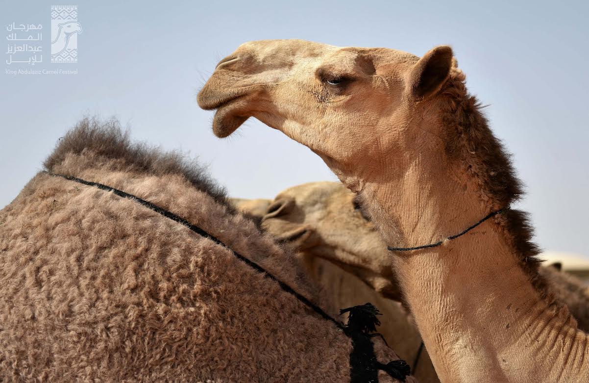 “لا ترم الكيس”.. فعالية للحفاظ على البيئة بمهرجان الملك عبدالعزيز للإبل