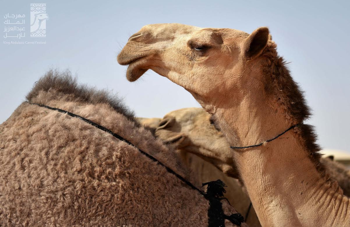 قافلة الدهناء.. فعالية تستدعي الماضي في مهرجان الملك عبدالعزيز للإبل