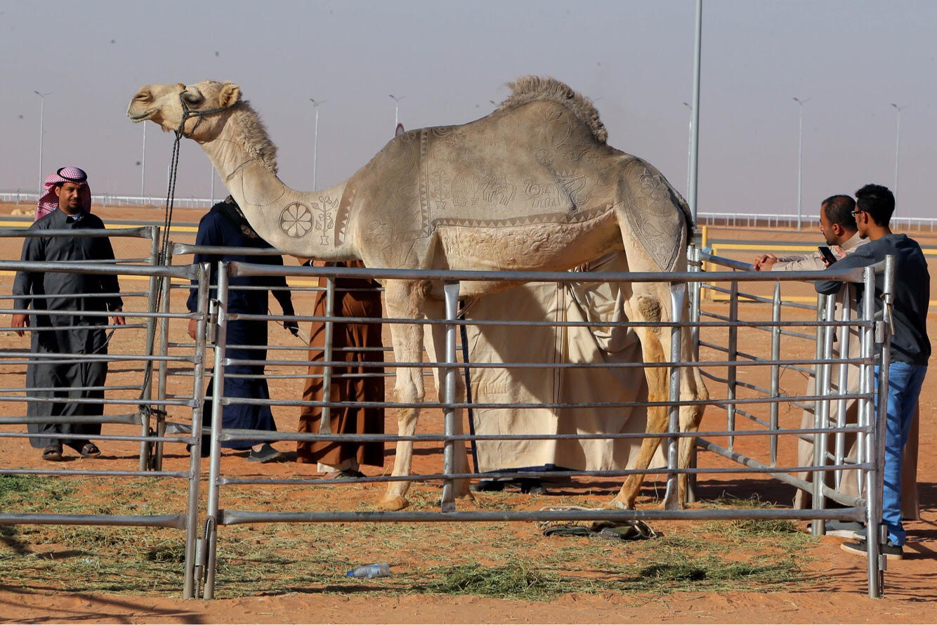 اليوم.. استعراض 12 منقية في فئة جمل 100 وضح بمهرجان الإبل