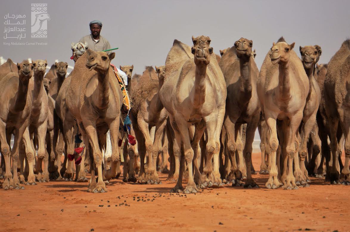 استعراض 28 فردية في دق الصفْر والشقح في مهرجان الملك عبدالعزيز للإبل