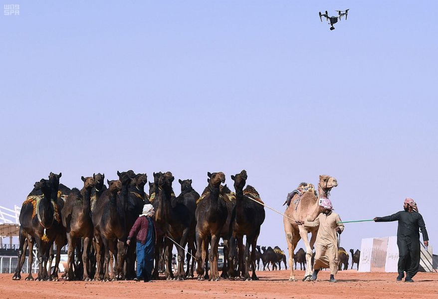 الغذاء والدواء: مهرجان الإبل ناجح ومنتجات الإبل رافد للاقتصاد الوطني