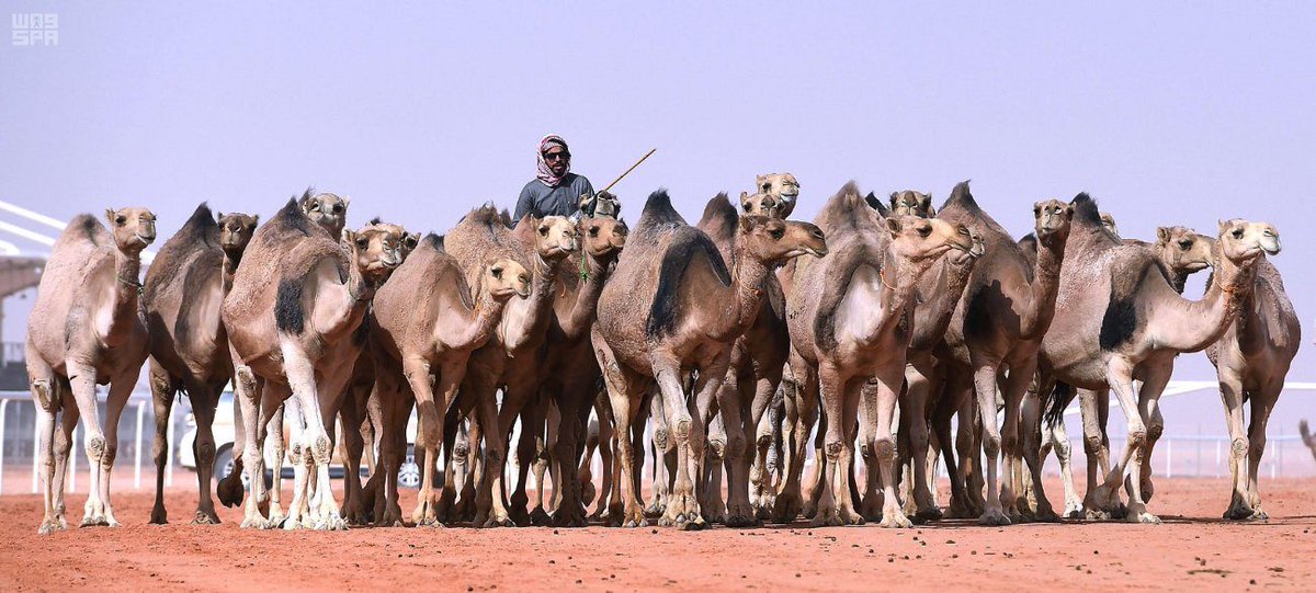 اليوم.. استعراض 1500 متن في فئة جمل 50 للوني الشقح والشعل بمهرجان الإبل