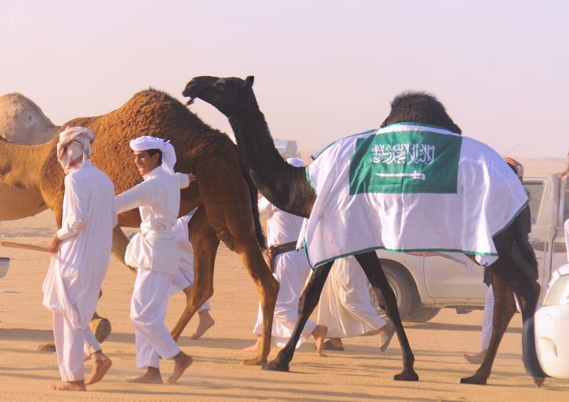 زيادة غير مسبوقة.. أكثر من 38 ألفًا من الإبل في مهرجان الملك عبدالعزيز للإبل الثاني