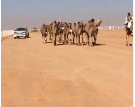 بالفيديو والصور .. نتائج فردي الشعل والحمر بمهرجان الملك عبدالعزيز للإبل