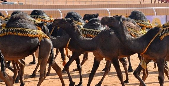 مصادر “المواطن”: منع إقامة مزاين الإبل في إحدى المحافظات