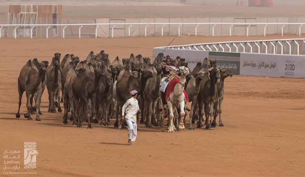 بالصور.. 24 عملية بيع قيمتها 585 ألف ريال اليوم بمهرجان الملك عبدالعزيز للإبل