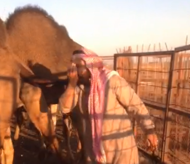 بالفيديو.. مواطن يغتسل بمخلفات الإبل ويدّعي أنها علاج!