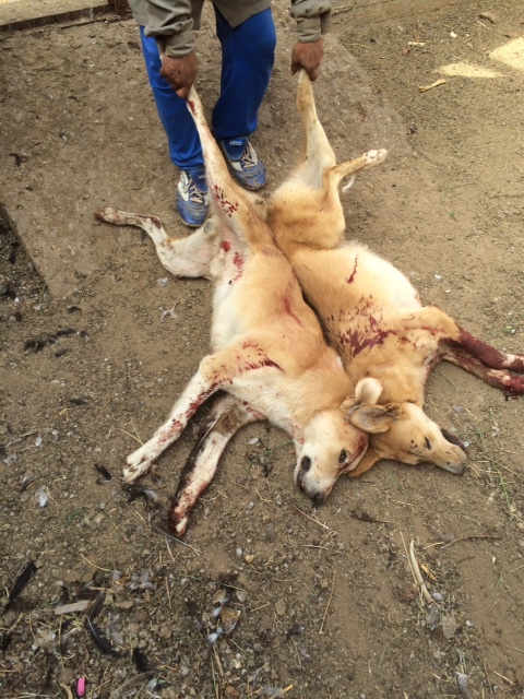 مواطن يقتل ذئبين انتقامًا لقتلهما 8 أغنام و200 دجاجة في #الجوف