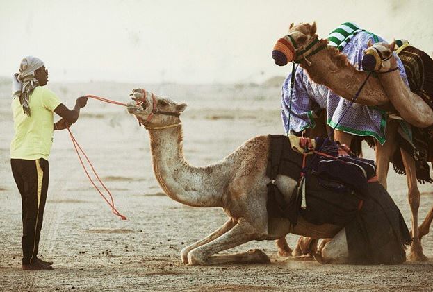 700 سعودي وخليجي يشاركون في سباقات ميدان ينبع للهجن
