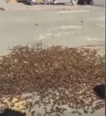 بالفيديو.. 2000 نحلة تحتل قاعدة عسكرية في بريطانيا