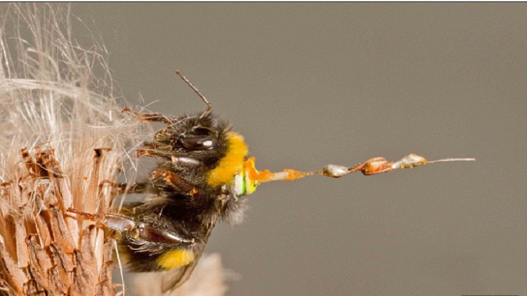 معلومات جديدة عن حياة النحل!