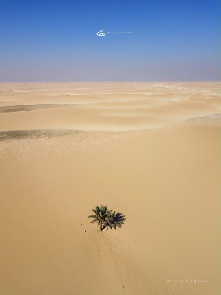 شاهد.. صور مذهلة لنخلة وحيدة وسط صحراء النفود الشاسعة