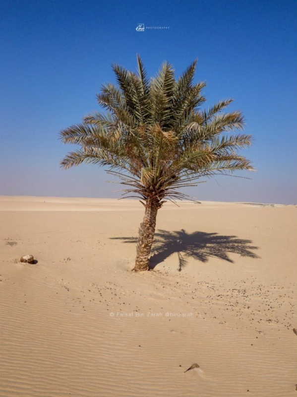 شاهد.. صور مذهلة لنخلة وحيدة وسط صحراء النفود الشاسعة - المواطن