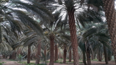 نخيل وادي الدواسر4