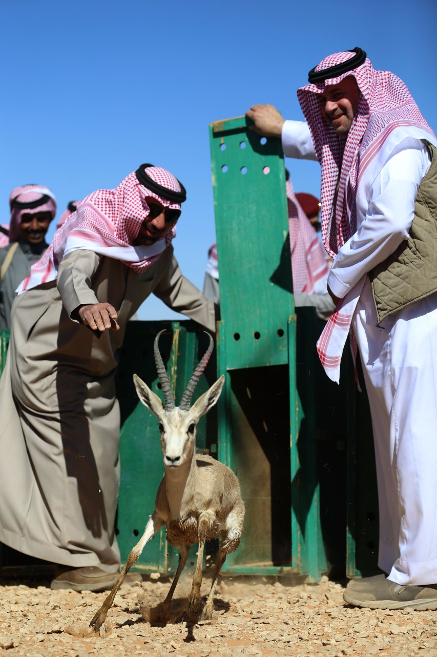 بالصور.. أمير نجران: نبذل الكثير للرفق بالحيوان وسط منطقة مضطربة انتهكت الإنسانية