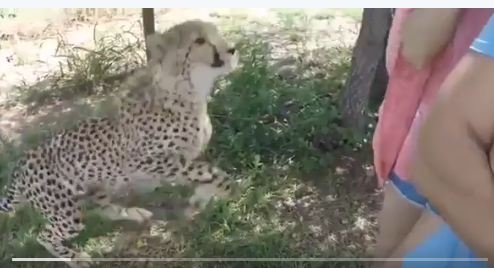بالفيديو.. نمر يضع مخالبة في عنق امراة