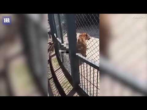 فيديو مروع.. نمر يأكل شخصاً في حديقة حيوان