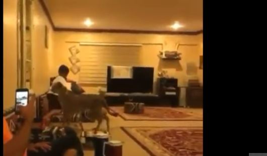 بالفيديو.. نمر يطارد طفلين في المنزل