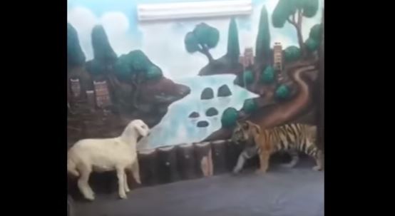 بالفيديو.. رد فعل شبل النمر حين هاجمه خروف صغير