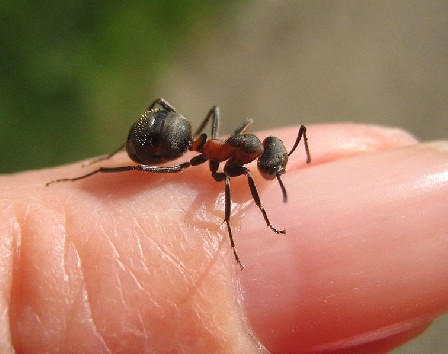 النمل والمضادّات الحيويّة.. ما العلاقة!
