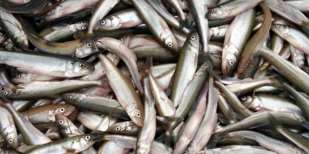 “موجة حر شديدة ” تقتل أعداد كبيرة من الأسماك في نهر إلبة