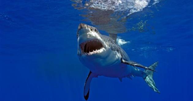 العالم على موعد مع هجمات زائدة من أسماك القرش!