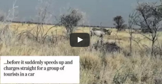 شاهد .. وحيد قرن يهاجم سيارة تقل سياحا في ناميبيا