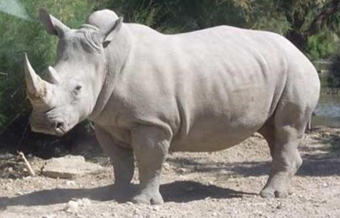 10 معلومات عن وحيد القرن الأبيض الذي ودعه العالم للأبد