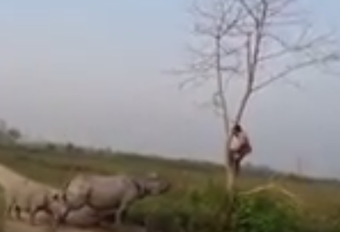 شاهد.. “وحيد القرن” يجبر رجلاً على تسلق شجرة في الهند