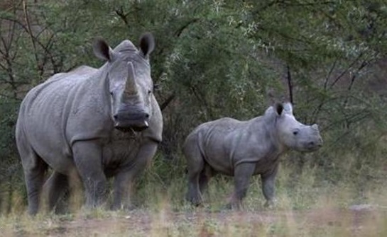استنساخ قرن وحيد القرن لحمايته من الانقراض