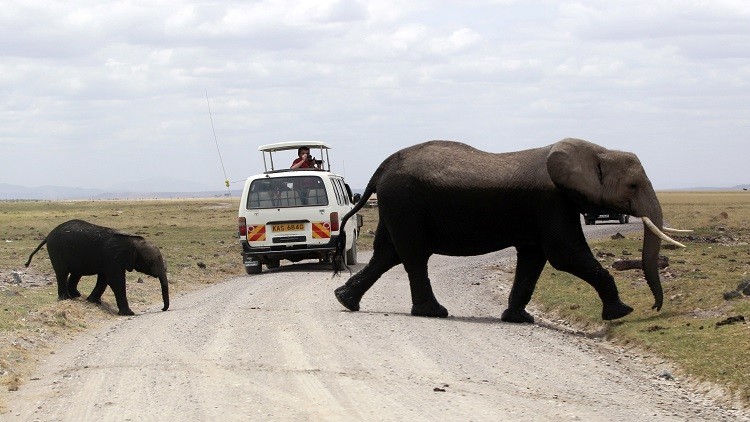 وسيلة غريبة لاتقاء شر الفيلة في تنزانيا!