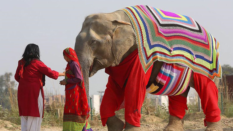 وفاة أكبر الفيلة عمرا في الهند